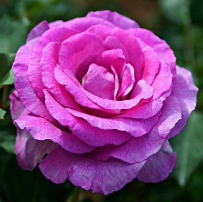 Climbing hybrid tea rose Violette Parfumee (Violet Perfume)