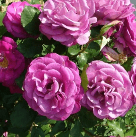 Climbing hybrid tea rose Violette Parfumee (Violet Perfume)