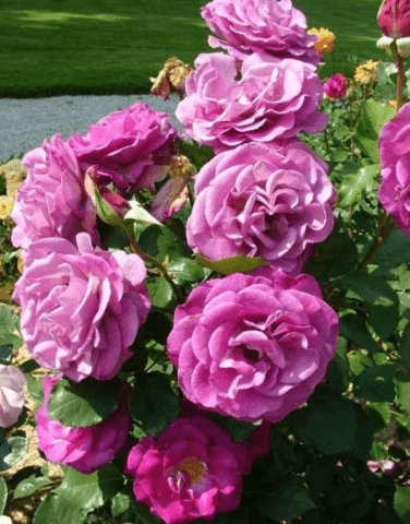 Climbing hybrid tea rose Violette Parfumee (Violet Perfume)