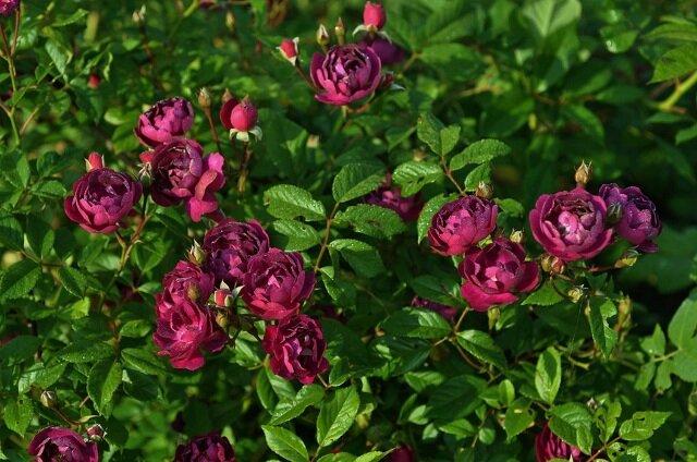 Climbing hybrid tea rose Violette Parfumee (Violet Perfume)