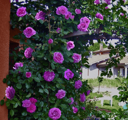 Climbing hybrid tea rose Violette Parfumee (Violet Perfume)