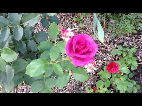 Climbing hybrid tea rose Violette Parfumee (Violet Perfume)