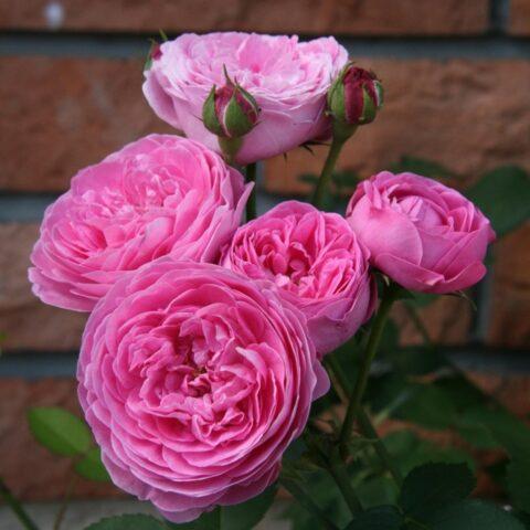 Climbing park-bush rose Louise Odier (Louis Odier)