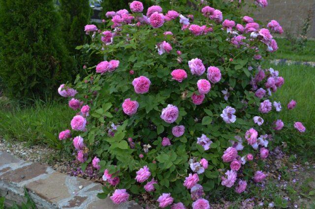 Climbing park-bush rose Louise Odier (Louis Odier)