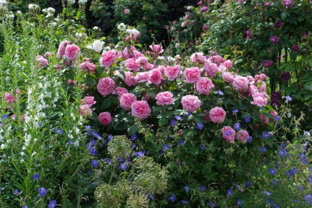 Climbing park-bush rose Louise Odier (Louis Odier)