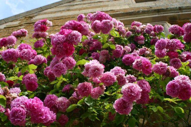 Climbing park-bush rose Louise Odier (Louis Odier)