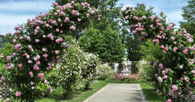 Climbing park-bush rose Louise Odier (Louis Odier)