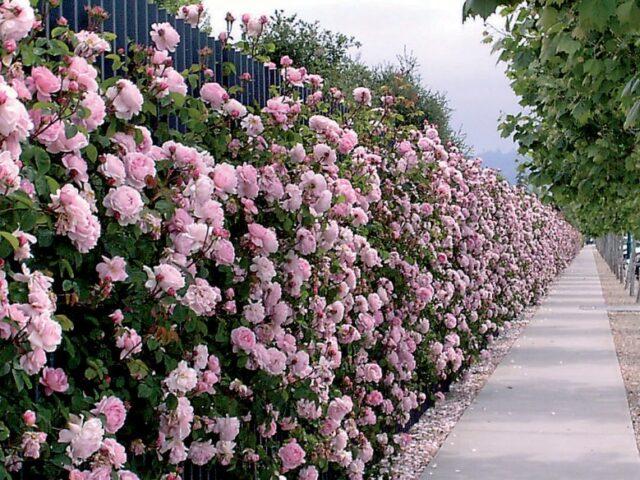 Climbing park-bush rose Louise Odier (Louis Odier)