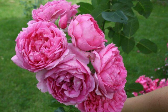 Climbing park-bush rose Louise Odier (Louis Odier)