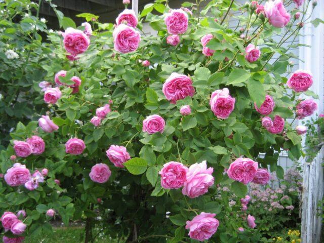 Climbing park-bush rose Louise Odier (Louis Odier)