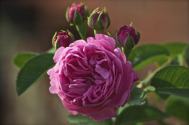 Climbing park-bush rose Louise Odier (Louis Odier)