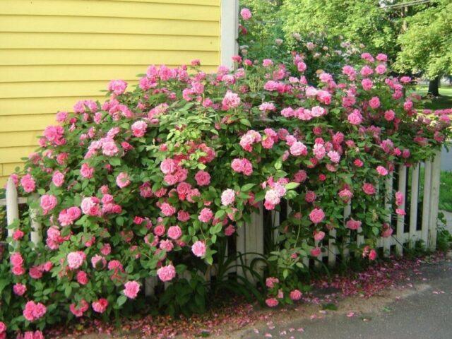 Climbing park-bush rose Louise Odier (Louis Odier)