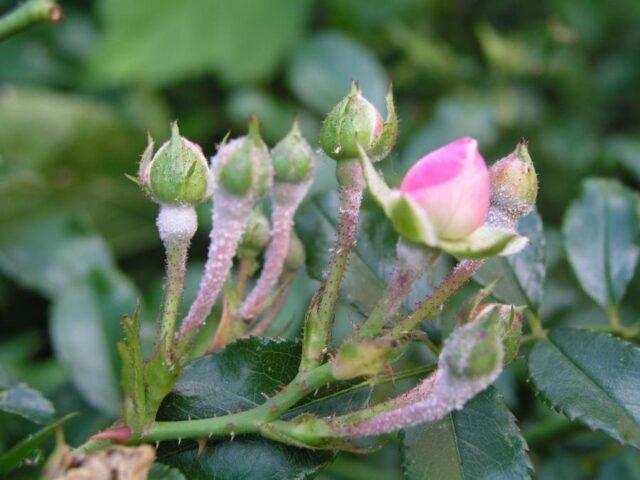 Climbing park-bush rose Louise Odier (Louis Odier)