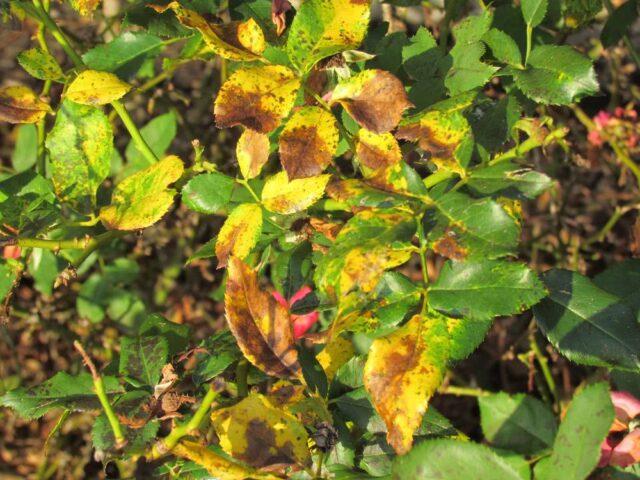 Climbing park-bush rose Louise Odier (Louis Odier)