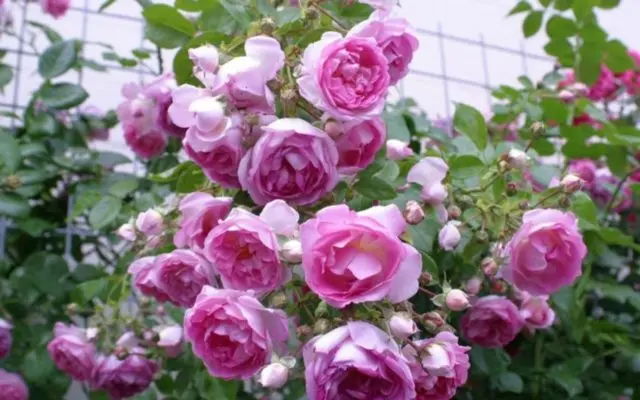 Climbing park rose Kordesa Jasmina (Jasmine): description, photo in the garden