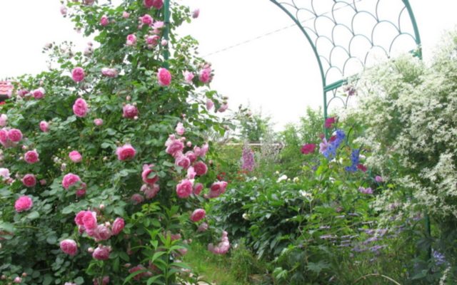 Climbing park rose Kordesa Jasmina (Jasmine): description, photo in the garden