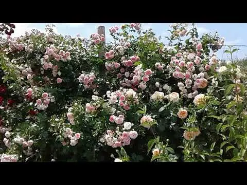 Climbing park rose Kordesa Jasmina (Jasmine): description, photo in the garden