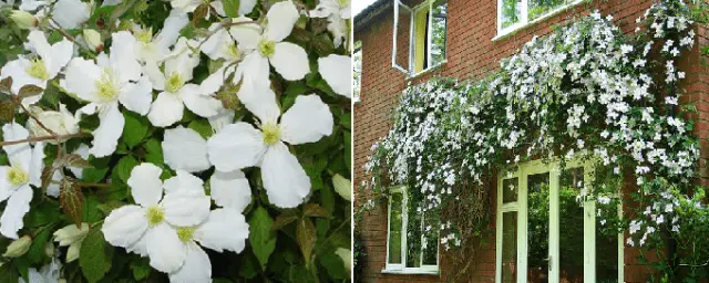 Climbing perennials that bloom all summer