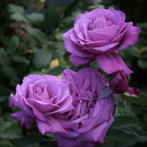 Climbing perennials that bloom all summer