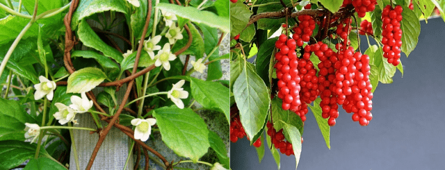 Climbing perennials that bloom all summer