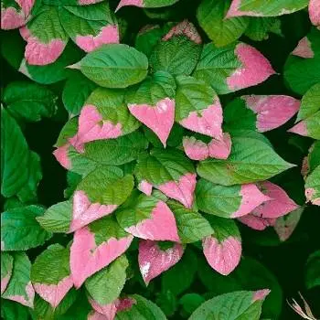 Climbing perennials that bloom all summer