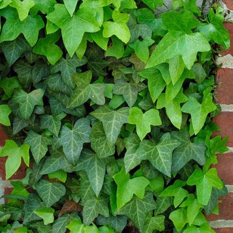 Climbing perennials that bloom all summer