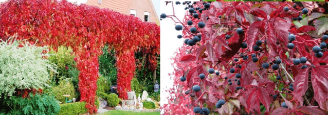 Climbing perennials that bloom all summer