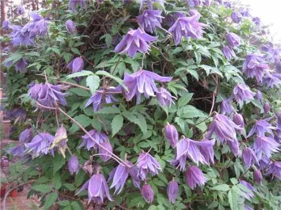 Climbing perennials that bloom all summer