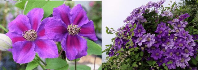 Climbing perennials that bloom all summer