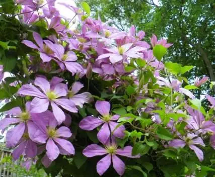 Climbing perennials that bloom all summer