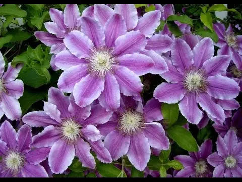 Climbing perennials that bloom all summer