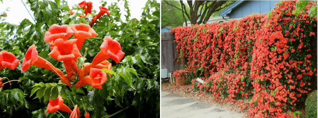 Climbing perennials that bloom all summer