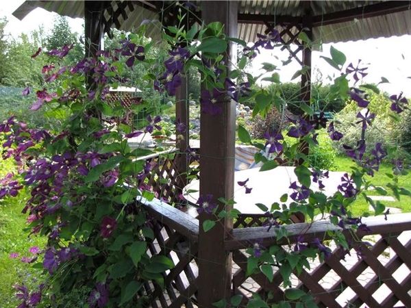 Climbing plants for the gazebo (flowering, weaving, winter-hardy): do-it-yourself planting + photos of the best types of vines