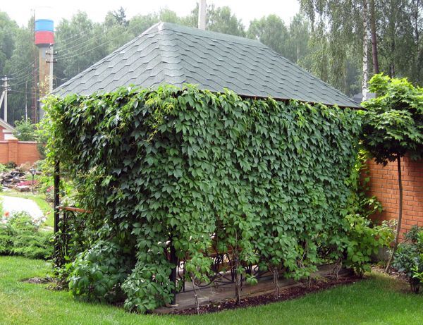 Climbing plants for the gazebo (flowering, weaving, winter-hardy): do-it-yourself planting + photos of the best types of vines