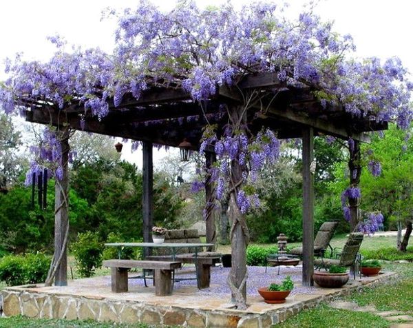 Climbing plants for the gazebo (flowering, weaving, winter-hardy): do-it-yourself planting + photos of the best types of vines