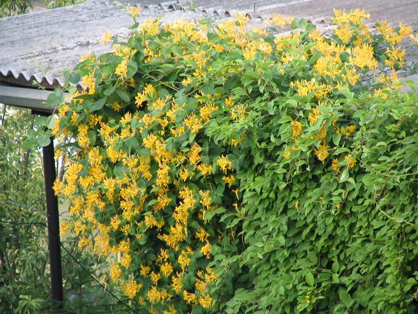 Climbing plants for the gazebo (flowering, weaving, winter-hardy): do-it-yourself planting + photos of the best types of vines