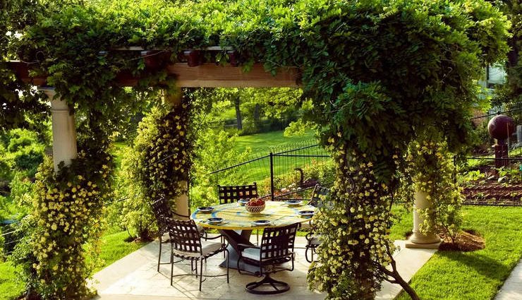 Climbing plants for the gazebo (flowering, weaving, winter-hardy): do-it-yourself planting + photos of the best types of vines