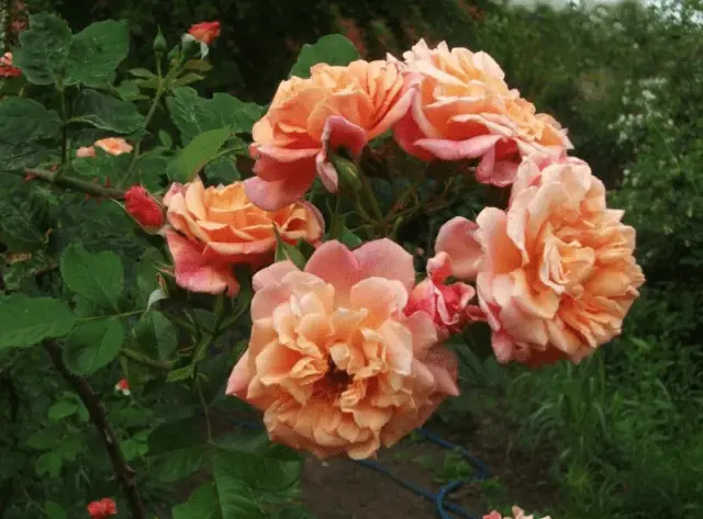 Climbing rose Aloha (Aloha): photo and description, reviews