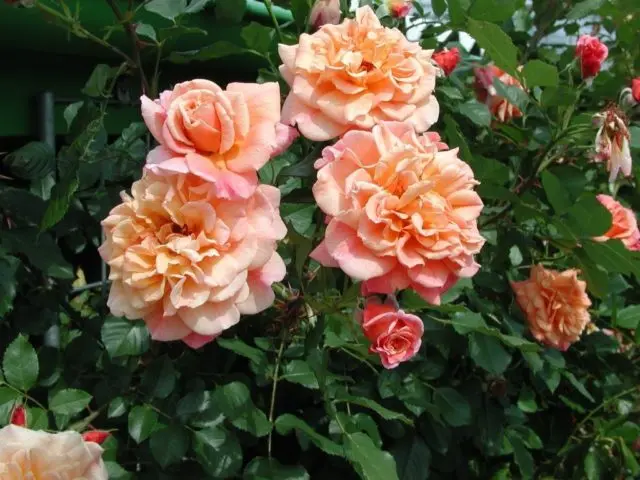 Climbing rose Aloha (Aloha): photo and description, reviews