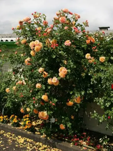 Climbing rose Aloha (Aloha): photo and description, reviews