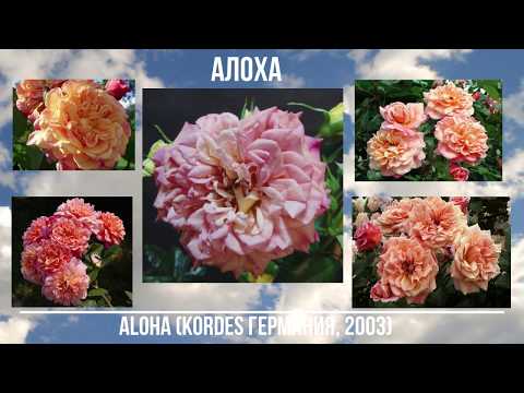 Climbing rose Aloha (Aloha): photo and description, reviews