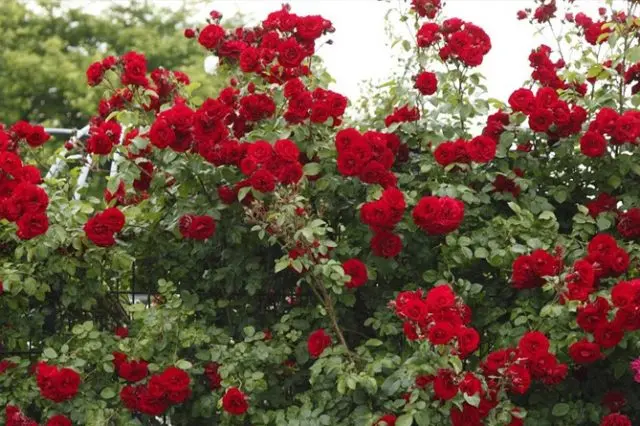 Climbing rose Amadeus (Amadeus): photo and description, reviews