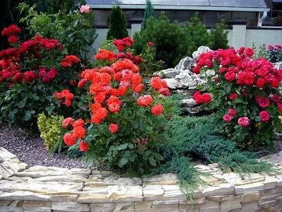 Climbing rose Amadeus (Amadeus): photo and description, reviews