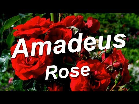 Climbing rose Amadeus (Amadeus): photo and description, reviews