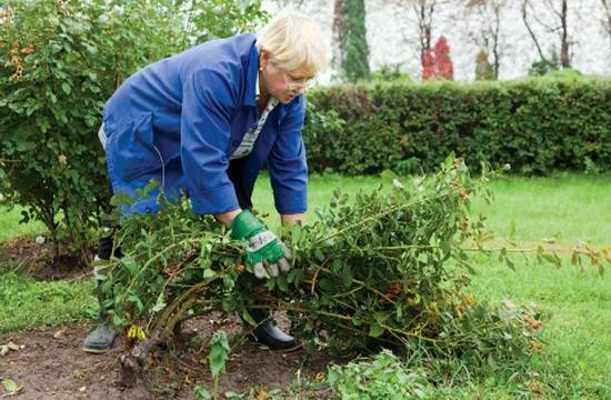 Climbing rose does not bloom: what to do