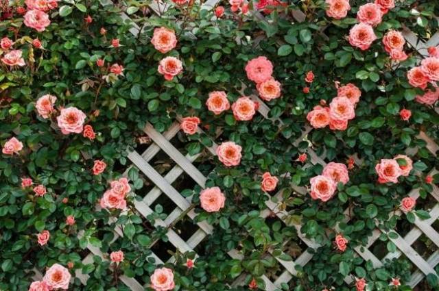 Climbing rose does not bloom: what to do