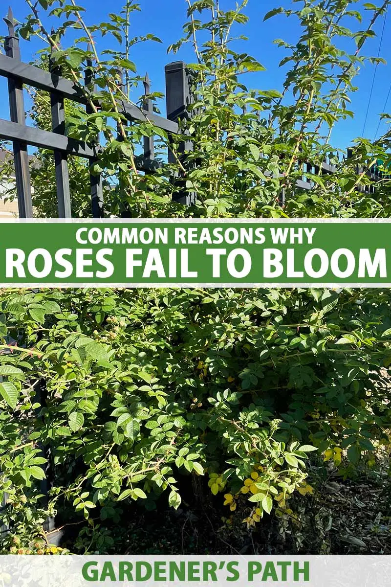 Climbing rose does not bloom: what to do