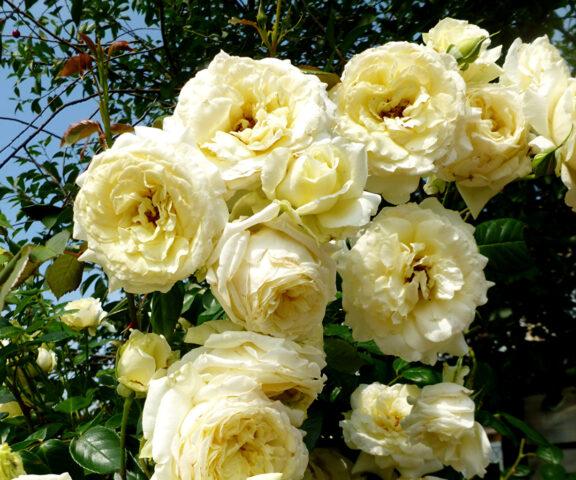 Climbing rose Elfe (Elf): photo and description of the variety, video