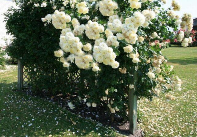 Climbing rose Elfe (Elf): photo and description of the variety, video