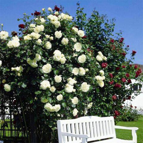 Climbing rose Elfe (Elf): photo and description of the variety, video